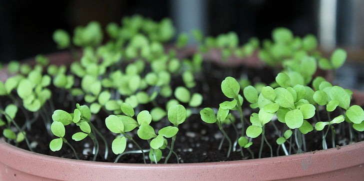 How to Plant Apple Tree from Seed