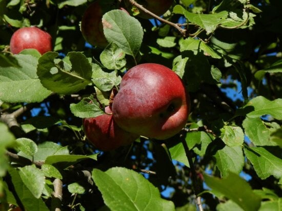 Can Apple Trees Grow in Florida - 7 Best Options Here 5 Jonathan Apple Tree