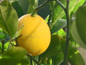 6 Best Low Maintenance Fruit Trees Nz With Caring Tips 2 Lemon Tree