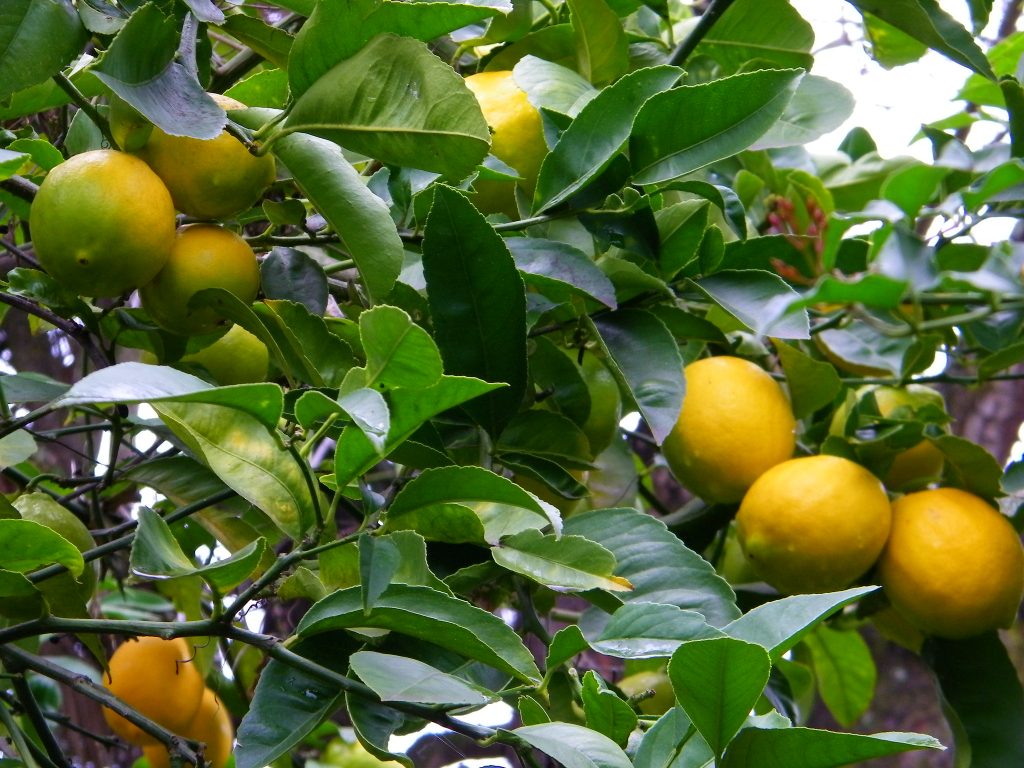 evergreen fruit trees Uk