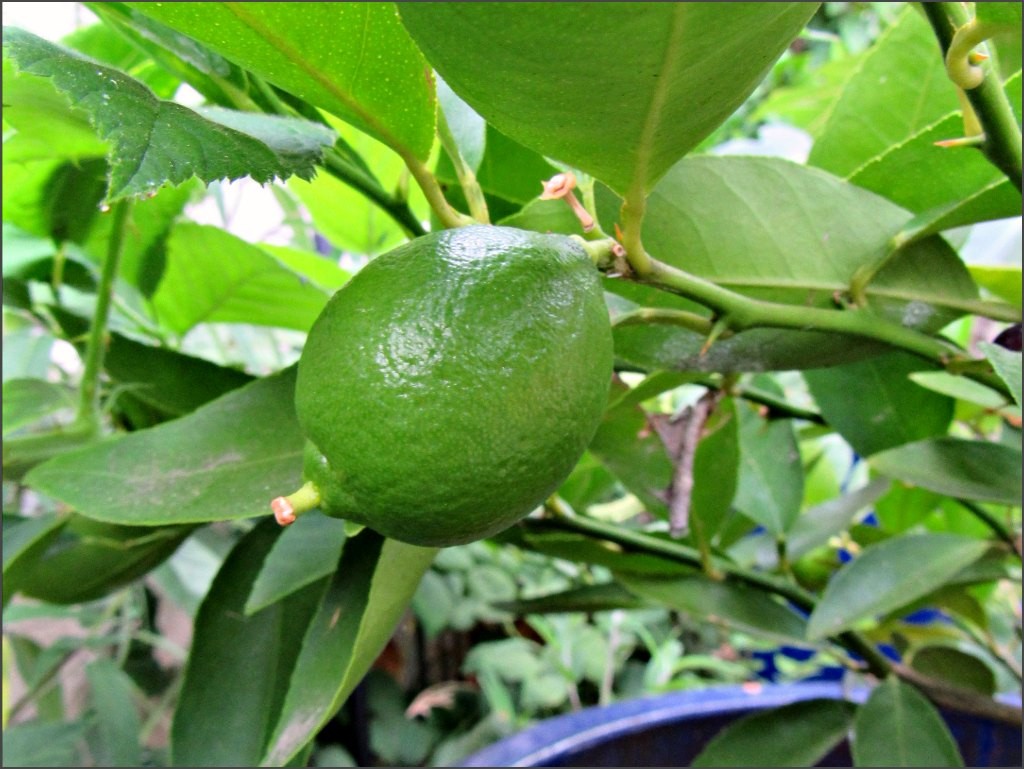 evergreen fruit trees Uk