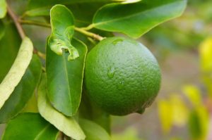 6 Best Low Maintenance Fruit Trees Nz With Caring Tips 3 Limes Tree