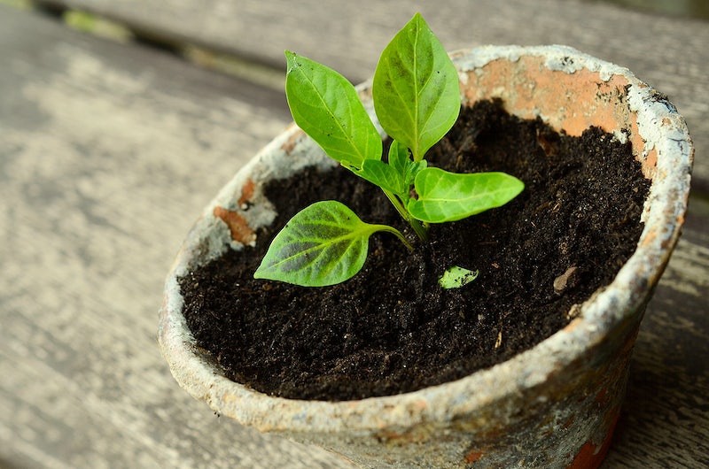 best soil for apple trees