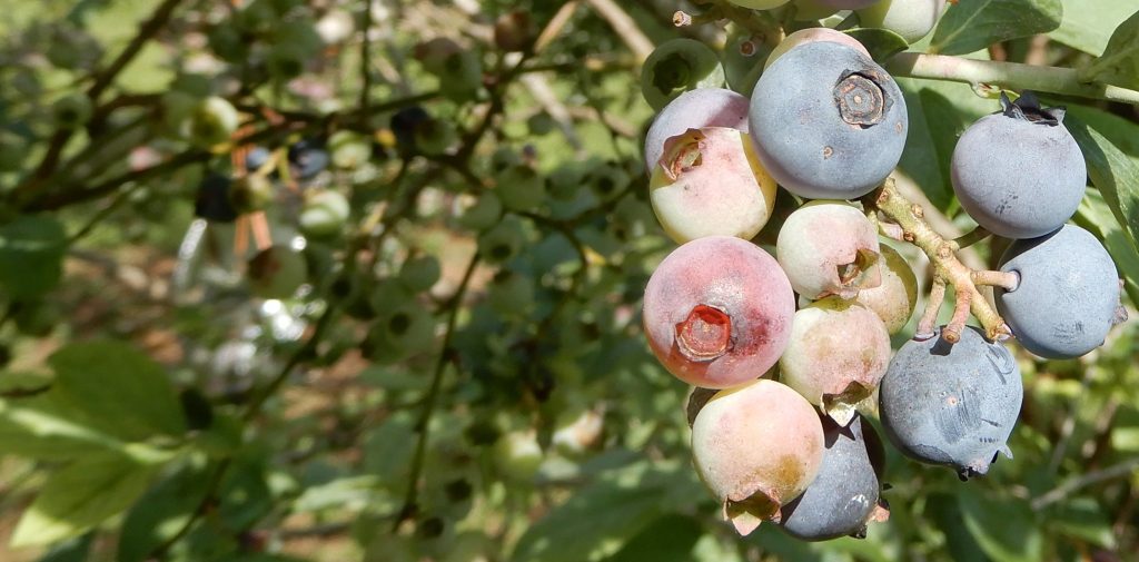 Low Maintenance Fruit Trees Australia