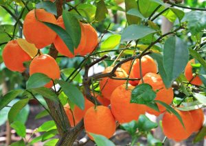 6 Best Low Maintenance Fruit Trees Nz With Caring Tips 4 Mandarin oranges tree