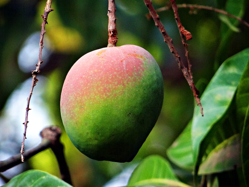 Fast Growing Fruit Trees Uk