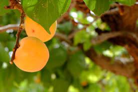 10 Fast Growing Fruit Trees Uk That Will Give You a Bumper Crop 8 Fast Growing Fruit Trees Uk