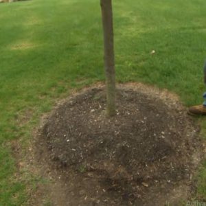 5 Methods of Planting Fruit Trees - The Complete Guide 3 5 Methods of Planting Fruit Trees