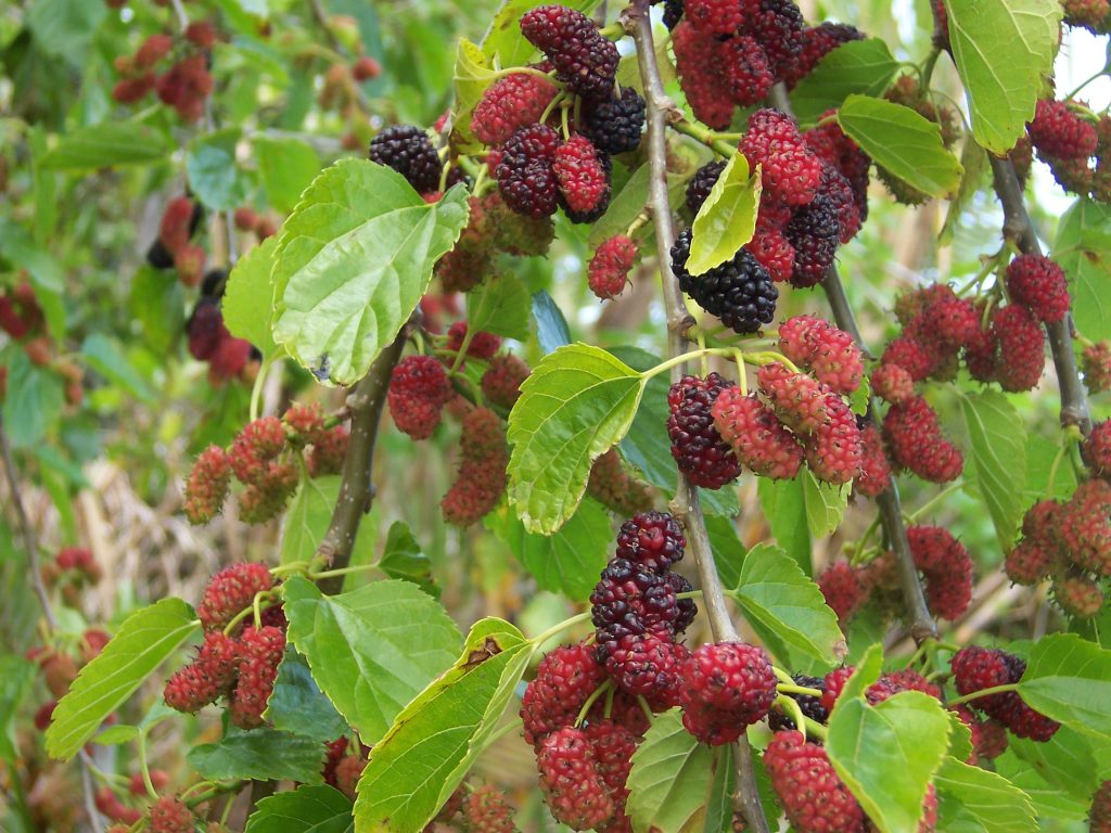 Fast Growing Fruit Trees Uk