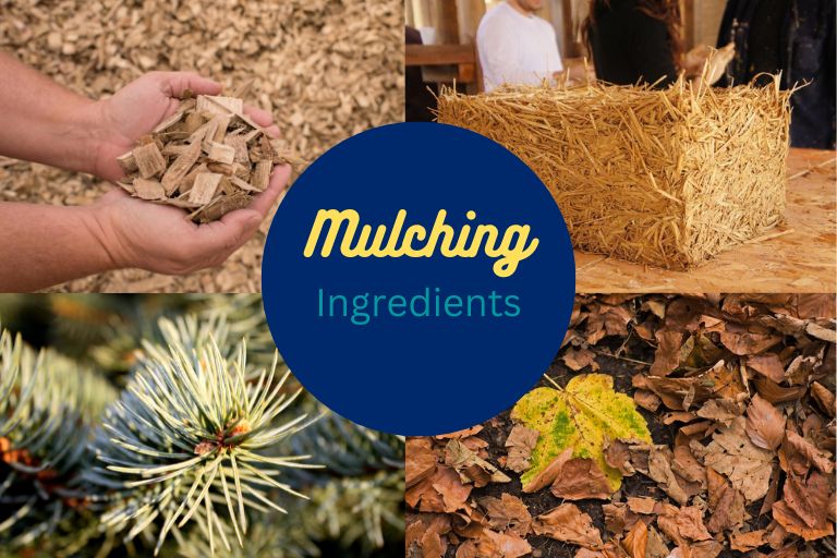Pros And Cons of Mulching Fruit Trees