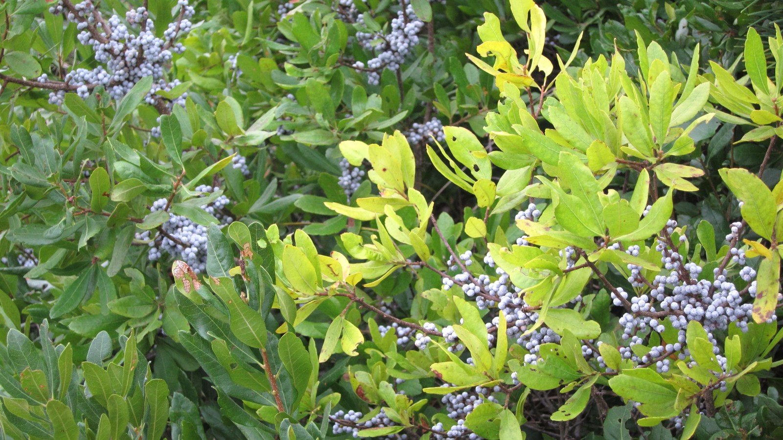 Trees That Grow in Coastal Areas