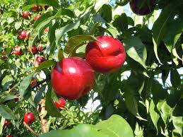 Fast Growing Fruit Trees Uk