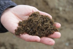 Pros And Cons of Mulching Fruit Trees