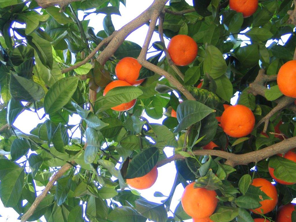 evergreen fruit trees Uk