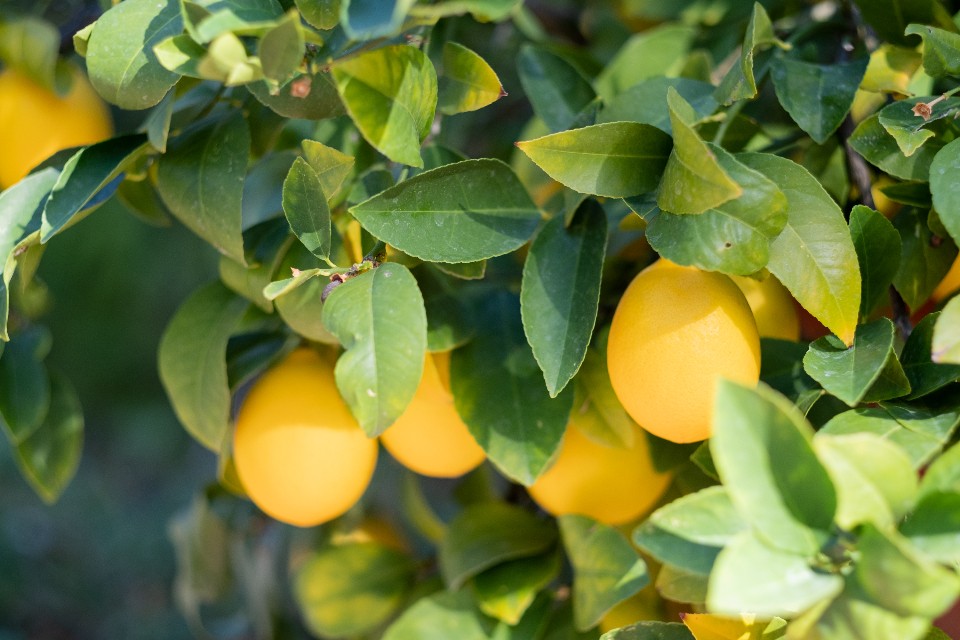 What is the Best Time to Fertilize Fruit Trees