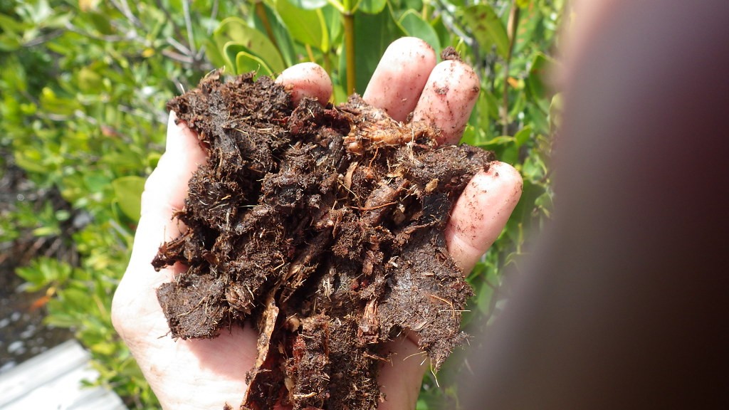 best soil for apple trees