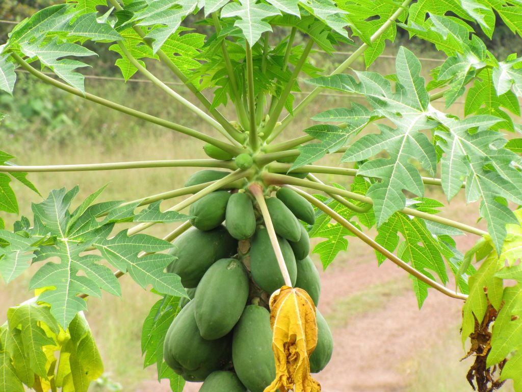 Fast Growing Fruit Trees Uk