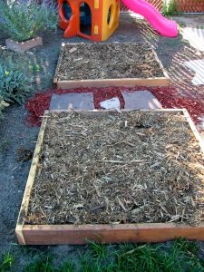Pros And Cons of Mulching Fruit Trees