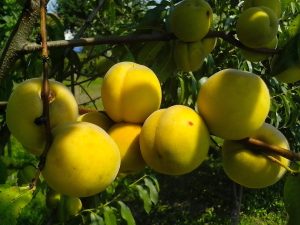 6 Best Low Maintenance Fruit Trees Nz With Caring Tips 10 Peach Trees