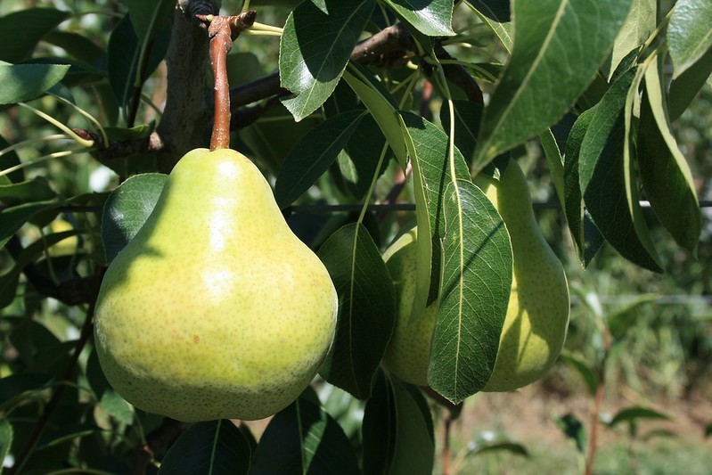 Best Fruit Trees for Western Washington