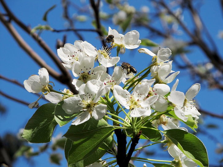 Can Apple Trees Pollinate Pear Trees 1 Pear pollinate
