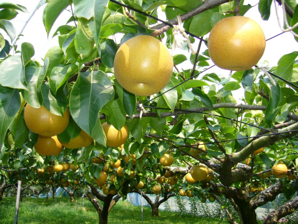 best fruit trees for North East England