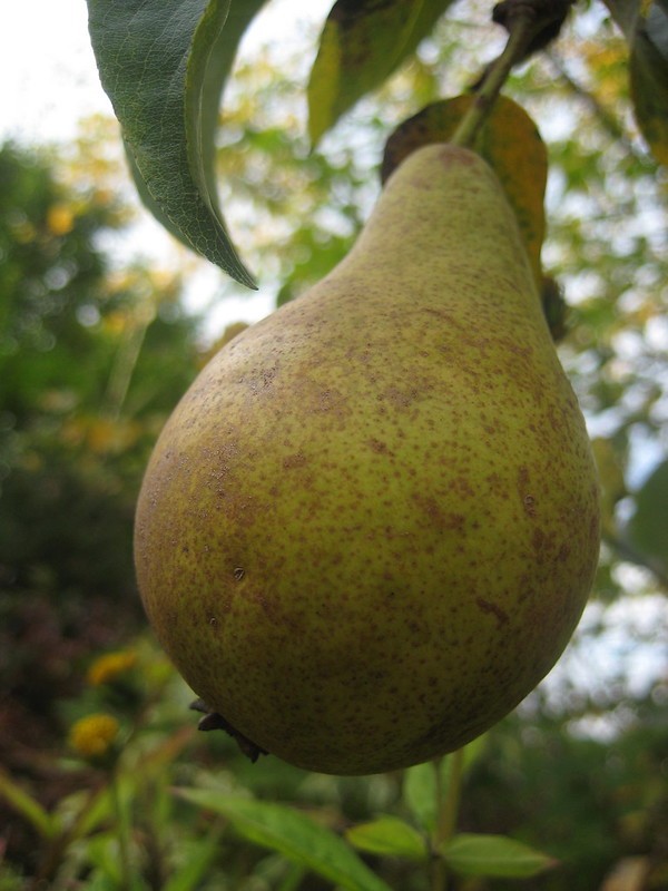 Best Fruit Trees for Small Gardens Uk