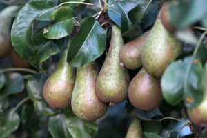 what fruit trees grow in seattle