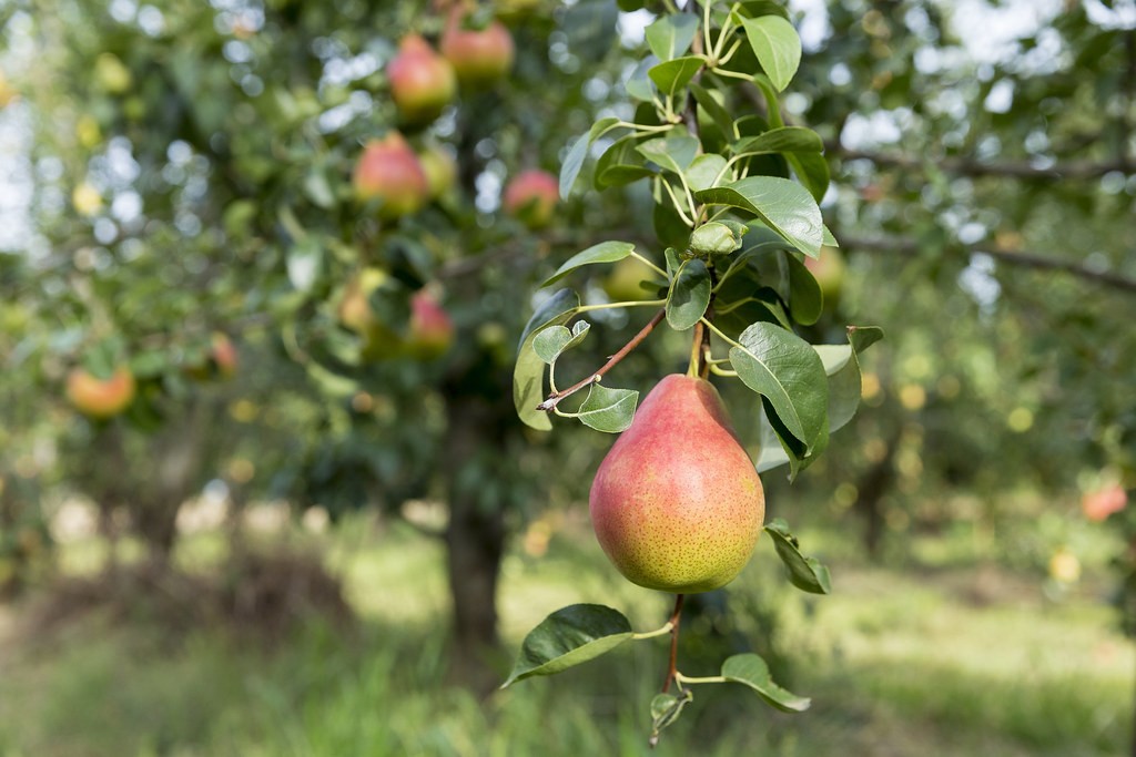 best fruit trees for North East England
