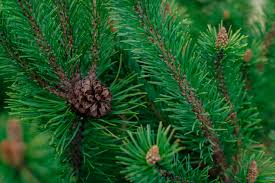 evergreen fruit trees Uk