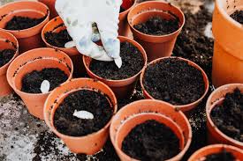 How to Plant Apple Tree from Seed - 7 Easy Steps With Tips 5 How to Plant Apple Tree from Seed