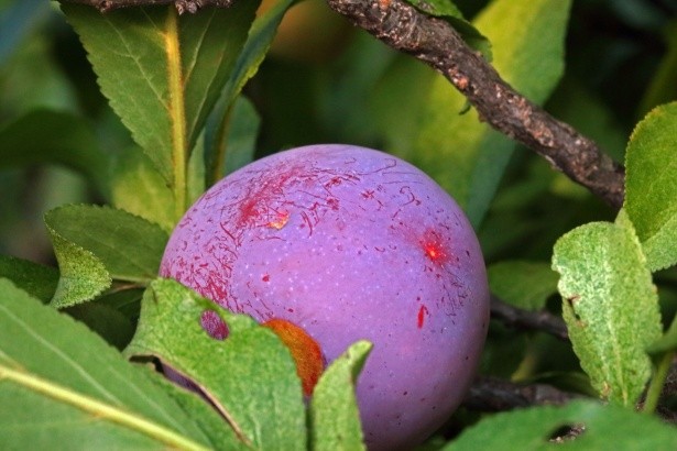 best fruit trees for North East England