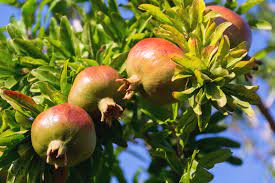 6 Best Low Maintenance Fruit Trees Nz With Caring Tips 5 Pomegranates Tree