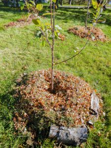 Pros And Cons of Mulching Fruit Trees