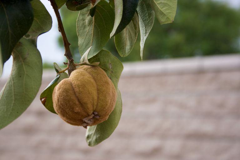 Fast Growing Fruit Trees Uk