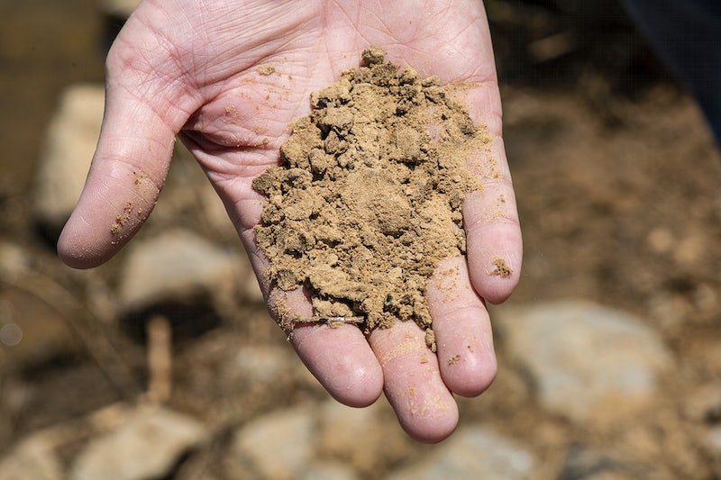 best soil for apple trees