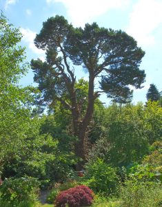 trees for windy coastal areas Uk