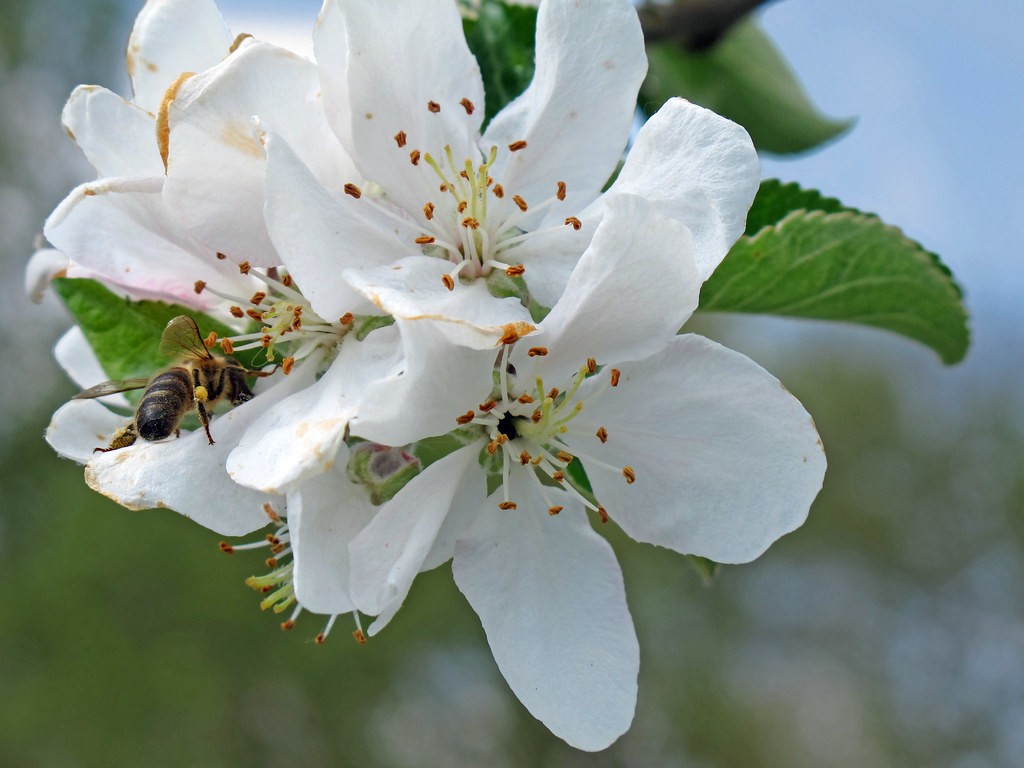 Apple tree Pollinating
