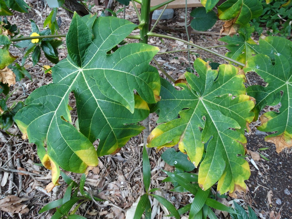 How Often to Fertilize Fruit Trees
