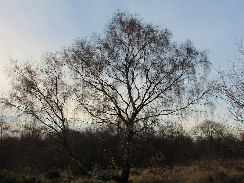 Trees for Windy Coastal Areas Uk