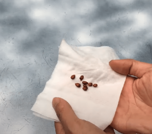 How to Plant Apple Tree from Seed