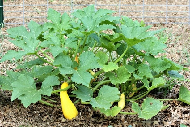 Fast Growing Fruit Trees Uk
