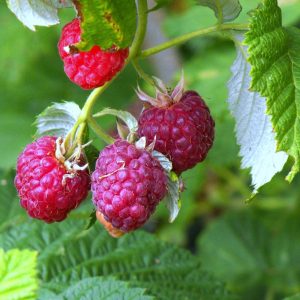 Best Fruit Trees to Grow in Sydney.