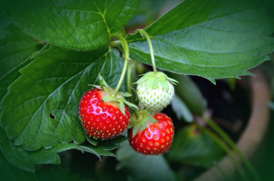 evergreen fruit trees Uk