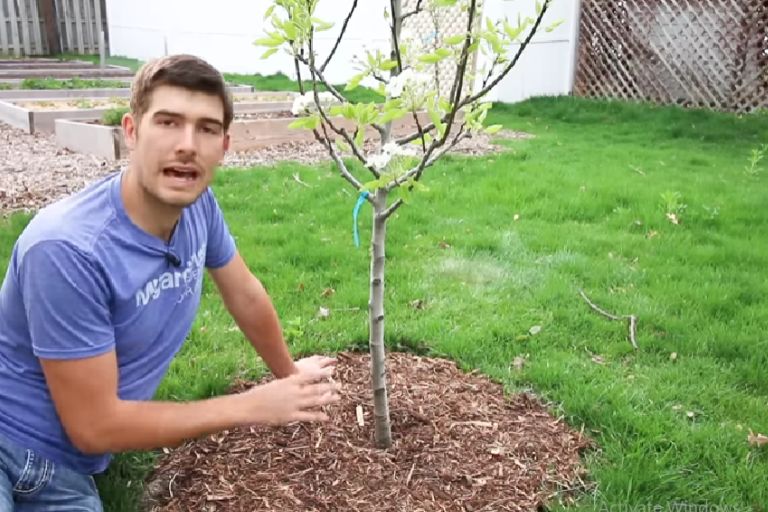 5 Methods of Planting Fruit Trees - The Complete Guide 8 5 Methods of Planting Fruit Trees