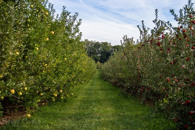 5 Methods of Planting Fruit Trees - The Complete Guide 7 5 Methods of Planting Fruit Trees