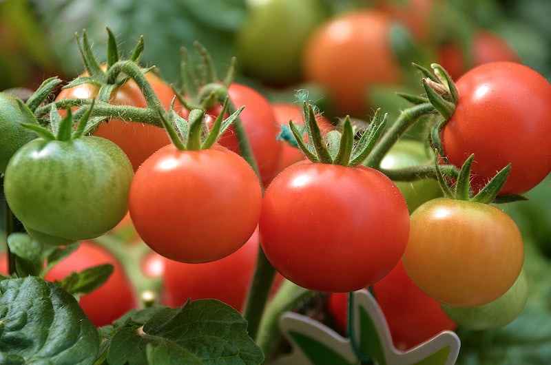 Fast Growing Fruit Trees Uk