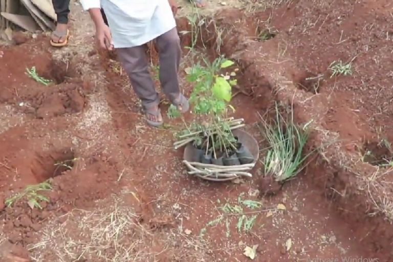 5 Methods of Planting Fruit Trees - The Complete Guide 9 5 Methods of Planting Fruit Trees