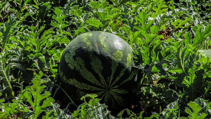 Fast Growing Fruit Trees Uk