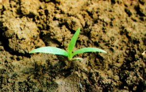 Pros And Cons of Mulching Fruit Trees